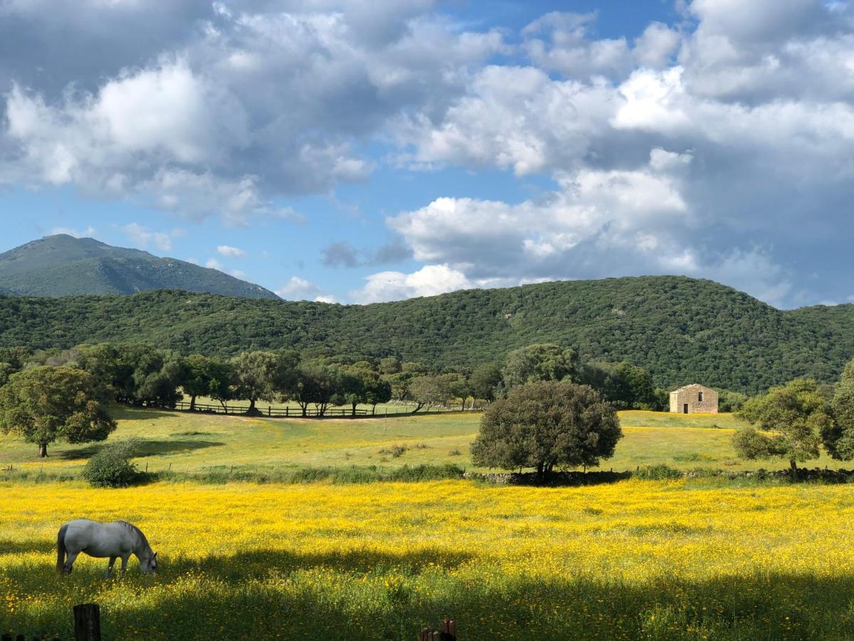 Camping Olva *** Sartène Buitenkant foto